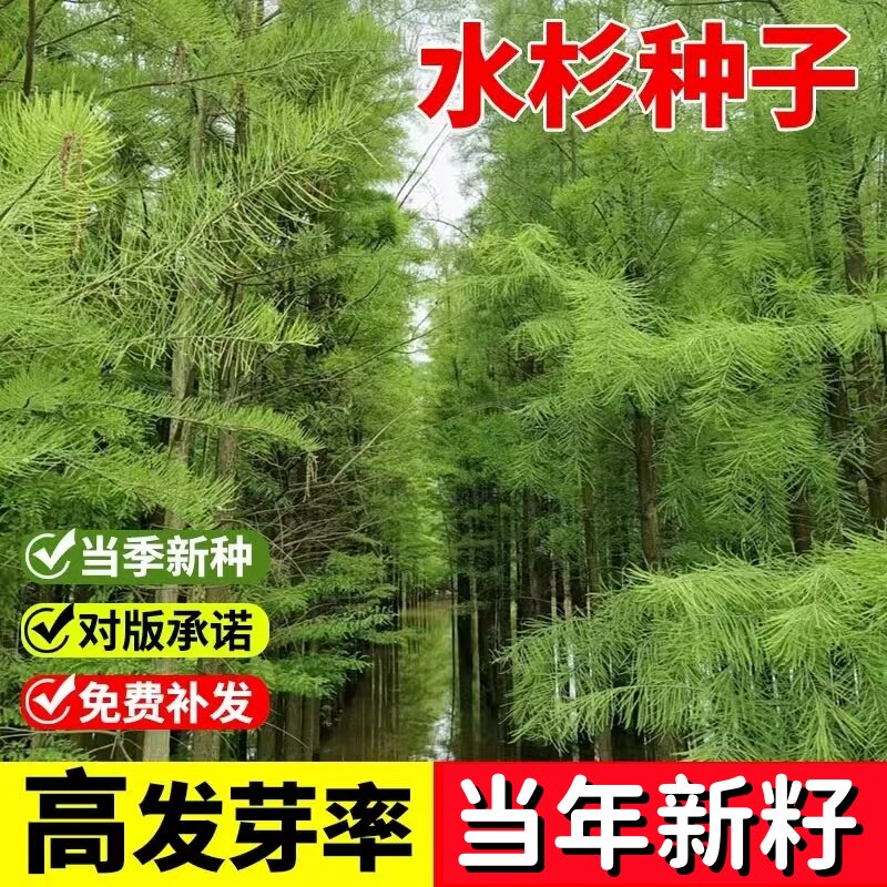 新采速生杉木种子 刺杉种子 沙树杉树水杉柳杉冷杉落羽杉油杉种子