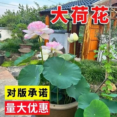 荷花种子池塘大型水养荷花四季