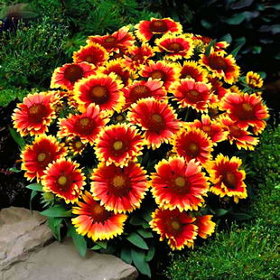 天人菊多年生宿根种子耐寒鲜花园林景观绿化花卉园艺种籽庭院阳台