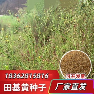 山野药材田基黄种子地耳草黄花草田鸡黄潮汕黄花仔草退黄种子