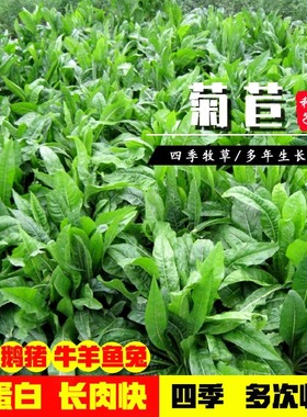菊苣种籽大叶多年生喂猪菜种子牛羊鱼鸡鸭鹅爱吃的牧草种子兔子草