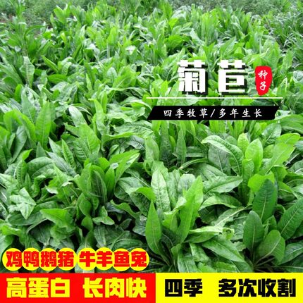 菊苣种籽大叶多年生喂猪菜种子牛羊鱼鸡鸭鹅爱吃的牧草种子兔子草