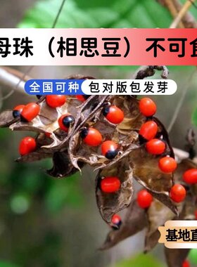 鸡母珠种子海红豆美人豆相思豆