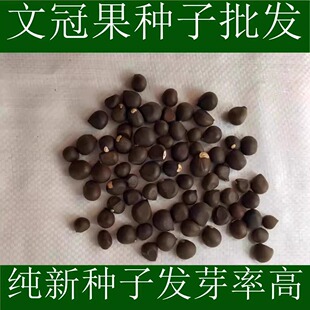 文冠果种子园林绿化花卉用种林木果树多年生观赏树木油料树种子