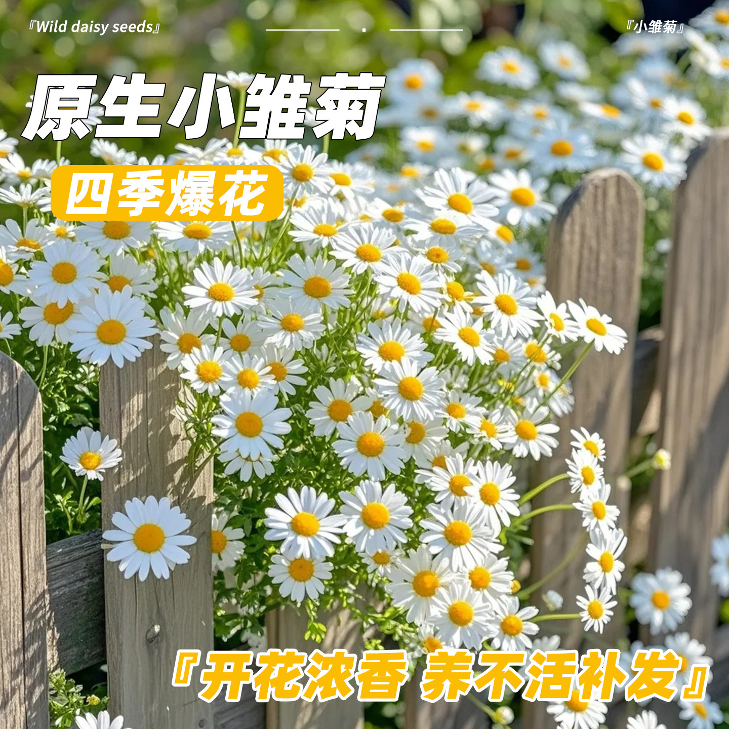 小雏菊花种子洋甘菊花种籽子室内外阳台花卉盆栽种植四季播种开花