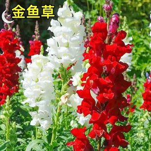 混色金鱼草种子五彩龙头花洋彩雀种籽园林绿化室内外阳台庭院花卉