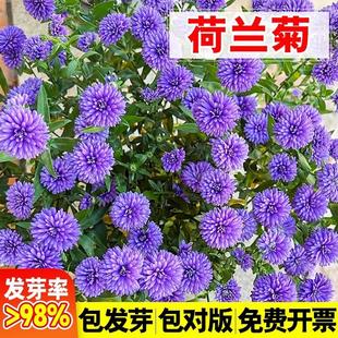 播种多年生耐寒庭院景观花海绿化种籽 荷兰菊种子进口紫菀花籽四季