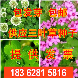 白三叶草种子红三叶草种子进口草籽四季青草坪种子牧草种子花种子