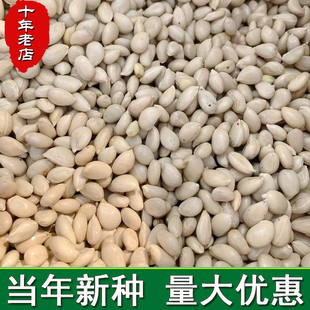 枸橘种子枳壳香橙嫁接砧木树带刺围墙李子铁篱寨臭刺橘红桔子种籽