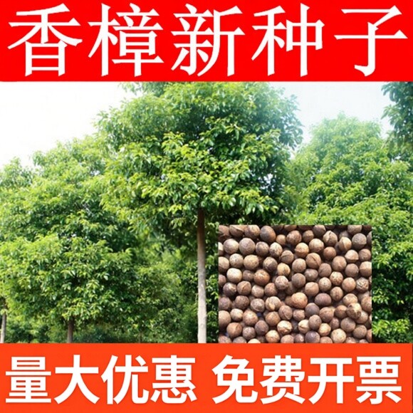 香樟树种子新采收大叶小叶香樟树净籽林木香樟种子绿化行道树包邮