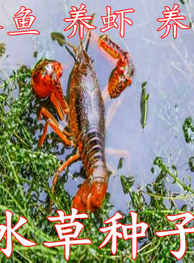 鱼塘水草种子水花生籽轮叶黑藻