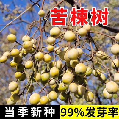 新采苦楝树种子楝树紫花树种子