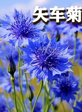 蓝色矢车菊花种子庭院景观花海绿化盆栽种籽四季播种开花混色花孑