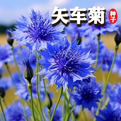 蓝色矢车菊花种子庭院景观花海
