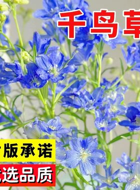 千鸟草种子百部草鸡爪连鸽子花籽