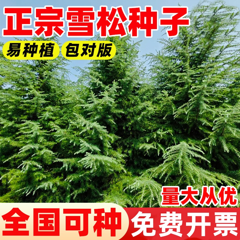 雪松种子新采黄山松迎客松马尾松白皮松黑松油五针松松雪松种子籽