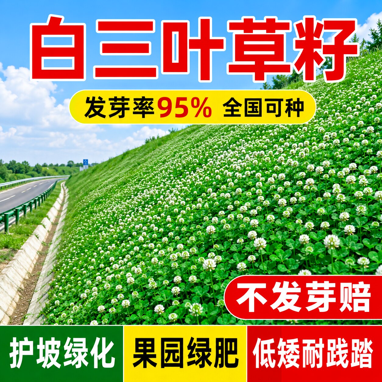 白三叶草籽多年生护坡固土工程绿化耐寒旱四季常青红三叶草坪种子