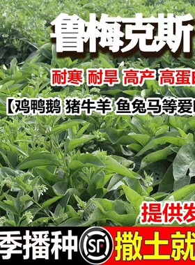 鲁梅克斯种子 多年生牧草种籽四季常青南北方牧草籽猪牛羊鸡鸭鹅