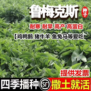 鲁梅克斯种子 多年生牧草种籽四季常青南北方牧草籽猪牛羊鸡鸭鹅