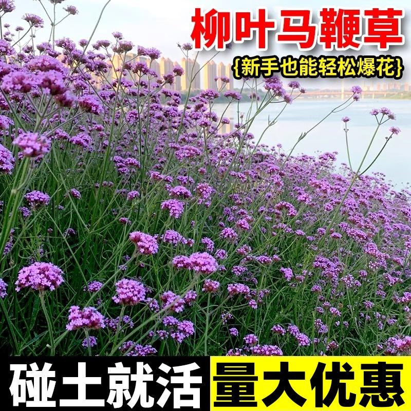 柳叶马鞭草花种籽子四季种多年生图片