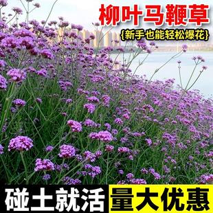 柳叶马鞭草花种籽子四季种多年生宿根色块花种子室外庭院花海花籽