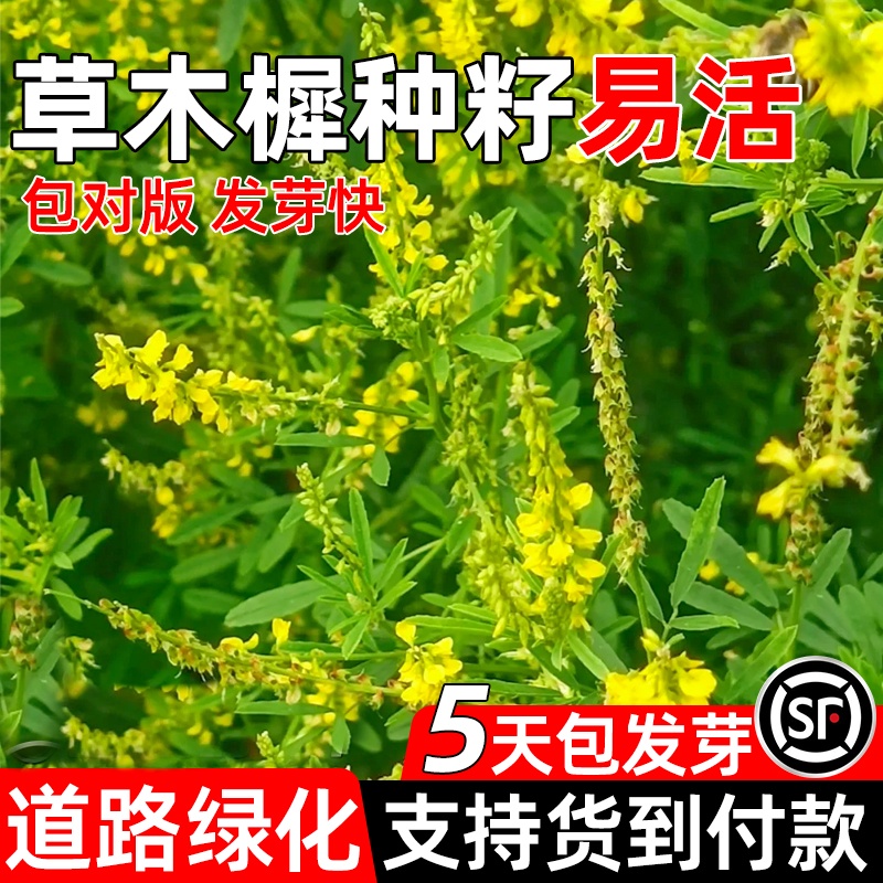 草木犀种子多年生护坡固土草籽道路生态绿化耐贫瘠耐盐碱牧草种籽