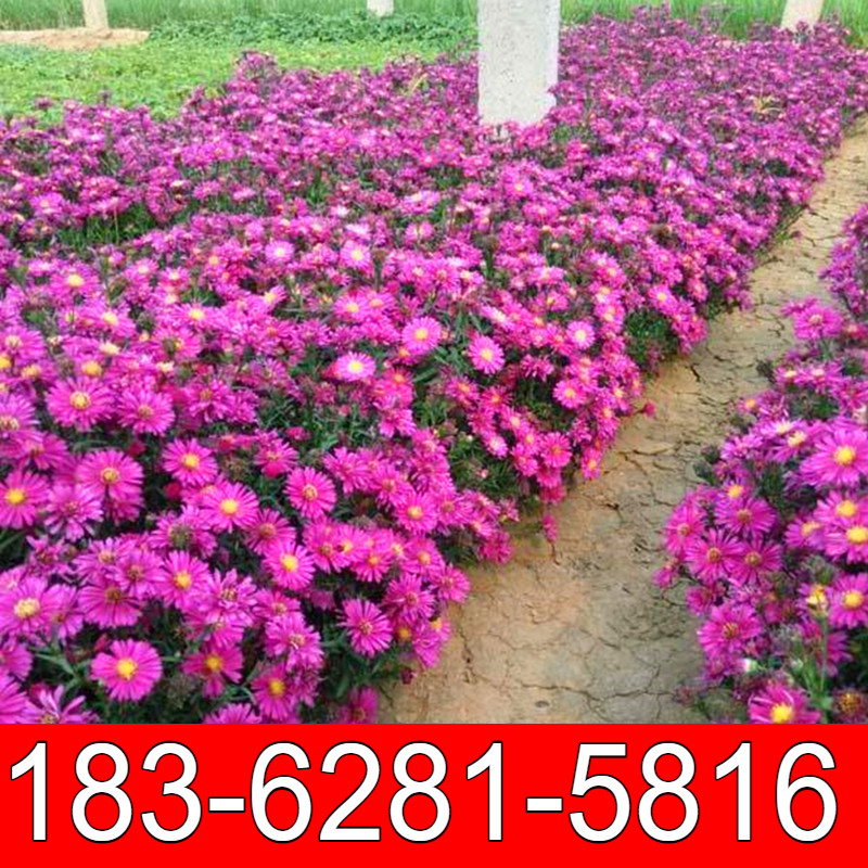 多年生宿根庭院草子耐寒喜阴花籽