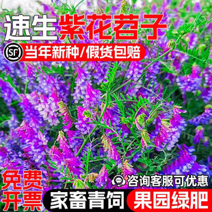 光叶紫花苕子种籽果园绿肥毛苕子箭舌野豌豆草籽蜜源青饲牧草种籽