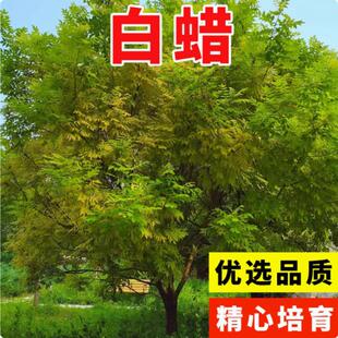 白蜡种子 对节金叶白蜡种籽 小叶大叶树籽速生白蜡种子白蜡树种子