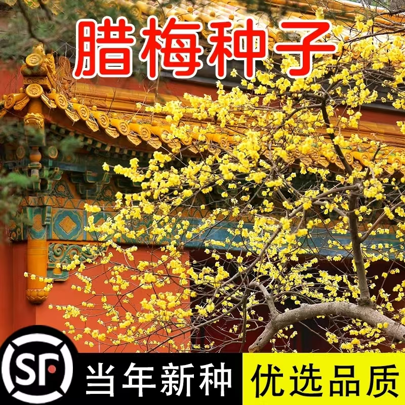 腊梅花种子四季播种开花易活花籽盆栽花卉室外阳台庭院花种籽子孑