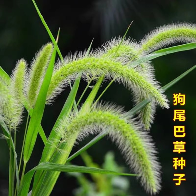 狗尾巴草种子四季易活开花