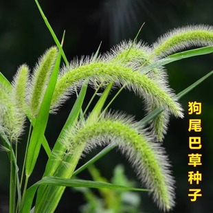 易活开花不断室外庭院阳台盆栽观赏花卉种籽子 狗尾巴草种子四季