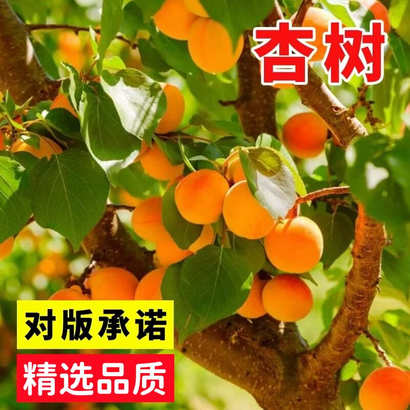 杏树种子果树种子家杏核种子杏子树种子可以嫁接各种优杏树图片