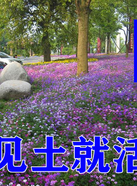 路边花草多年生四季花卉植物种子矮花子美女樱室外草花绿化花种籽