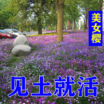 路边四季美女樱室外绿化花草