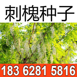 刺槐种子 护坡灌木紫穗槐树种 洋槐胡枝子山毛豆黄花槐猪屎豆种子