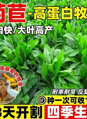将军大叶菊苣草种籽四季养鸭鹅鸡兔牛羊喂猪菜种孑多年生牧草种子