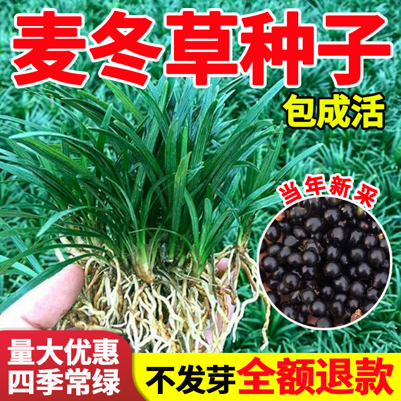 麦冬草草籽玉龙草日本矮麦冬草种籽细叶四季青麦冬籽庭院绿化种子