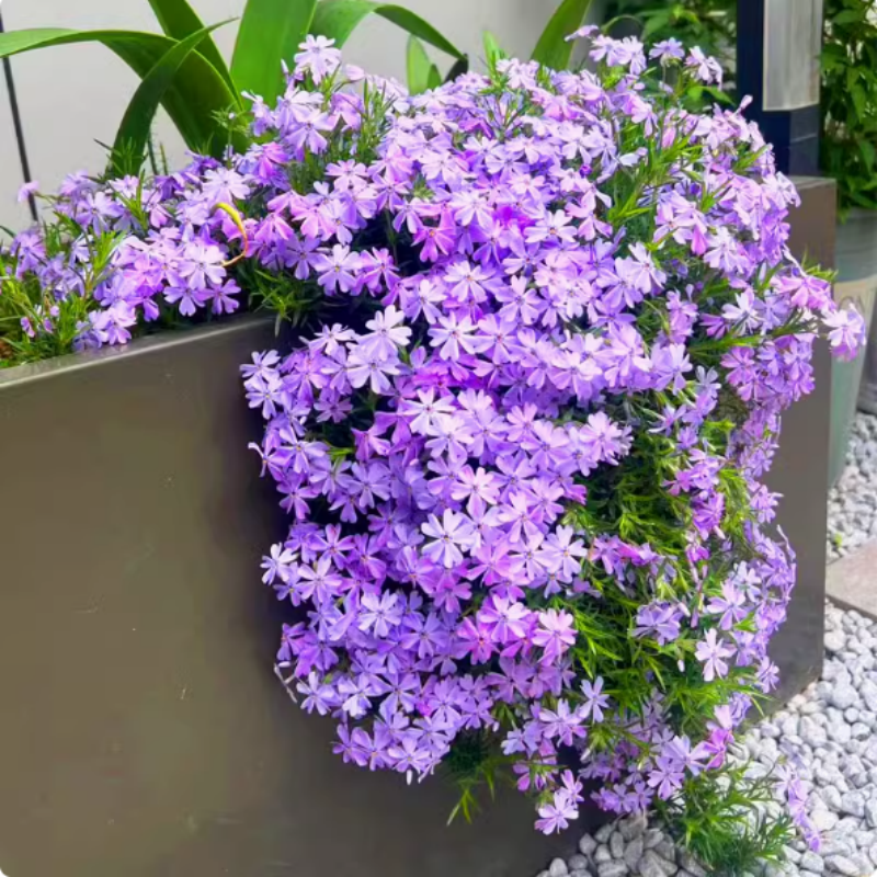 低矮芝樱花种籽子好种易活开花福禄考花籽盆栽室外地被庭院植物花