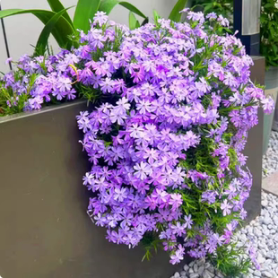 低矮芝樱花种籽子好种易活开花福禄考花籽盆栽室外地被庭院植物花