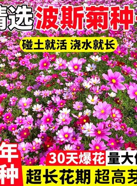 波斯菊种子格桑花种籽子七彩四季