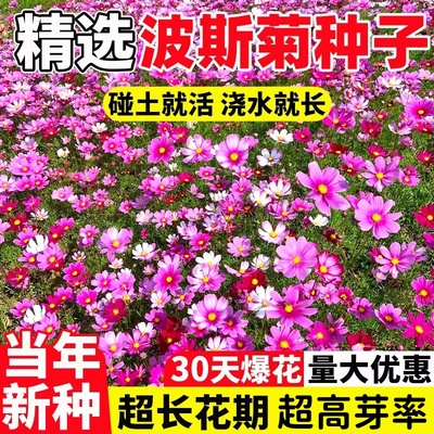 波斯菊种子格桑花种籽子七彩四季