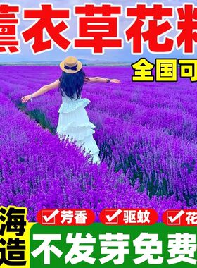 薰衣草花籽普罗旺斯香草种子播种庭院驱蚊草阳台盆栽花卉种孑
