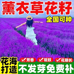薰衣草花籽普罗旺斯香草种子播种庭院驱蚊草阳台盆栽花卉种孑