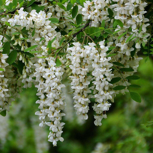 白花刺槐树洋槐蜜蜂采蜜紫穗槐