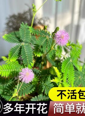 害羞草种子含羞草盆栽植物套餐阳台绿植花卉种子薄荷种籽四季易种