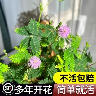 害羞草种子含羞草盆栽植物套餐阳台绿植花卉种子薄荷种籽四季易种