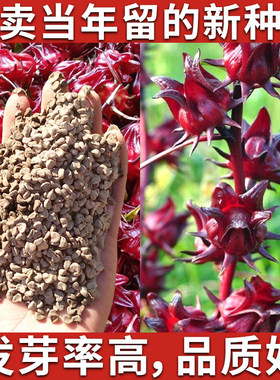 洛神花种子食用红桃K种子玫瑰茄花草茶种子四季阳台易种盆栽植物