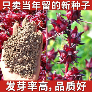 洛神花种子食用红桃K种子玫瑰茄花草茶种子四季阳台易种盆栽植物