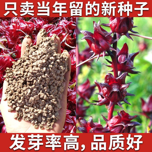洛神花种子食用红桃K种子玫瑰茄花草茶种子四季阳台易种盆栽植物